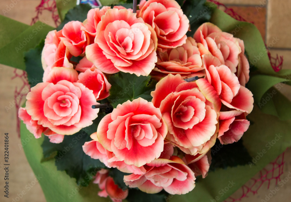 Pink Begonias blooming at home, home flowers