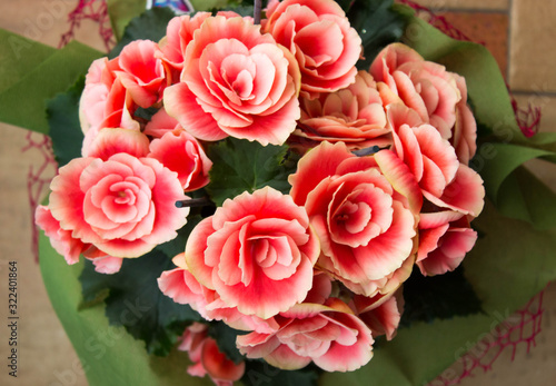 Pink Begonias blooming at home, home flowers