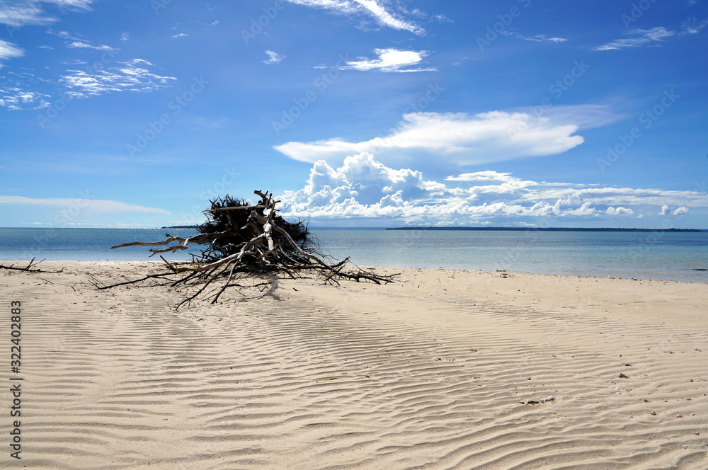 dead tree on urep island in biak - Indonesia