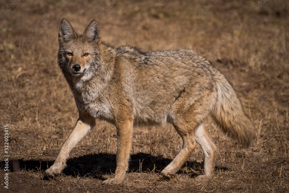 Furry coyote stares at camera while on the hunt for the next meal Furry coyote stares at camera while on the hunt for the next meal