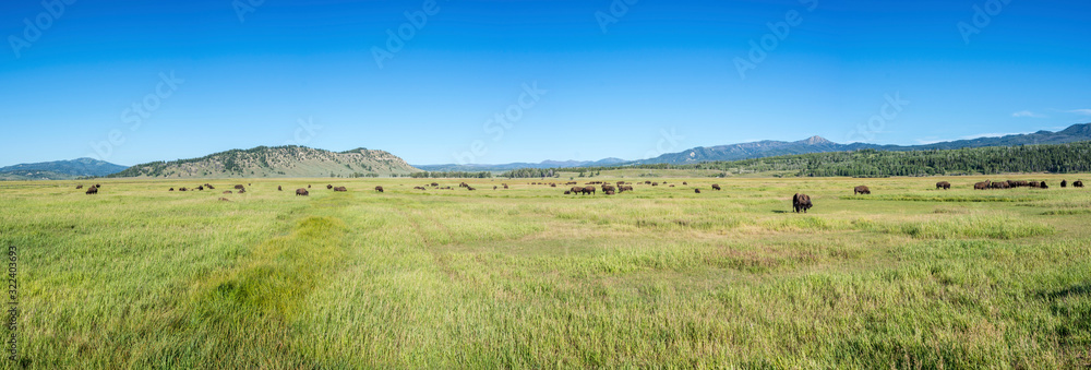 panoramic picture of bisons / buffalos on the meadow on a sunny day
