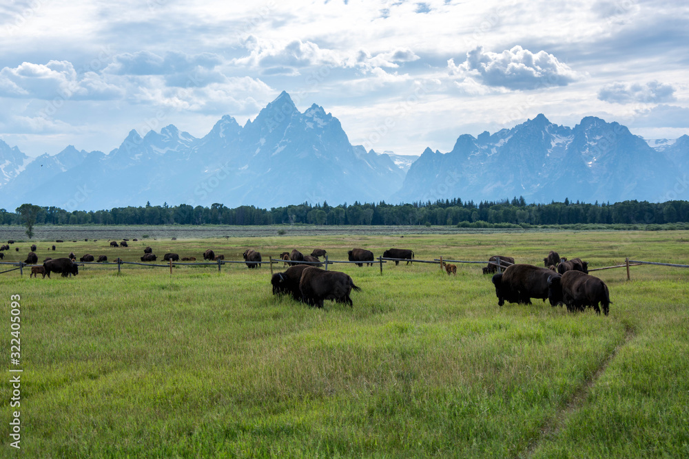 panoramic picture of bisons / buffalos on the meadow on a sunny day