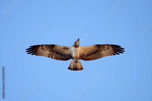 Flying Osprey on the sky in hunting position  looking for a prey.