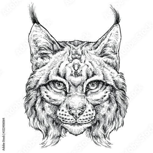 Hand drawn portrait of wild Lynx . Vector illustration isolated on white