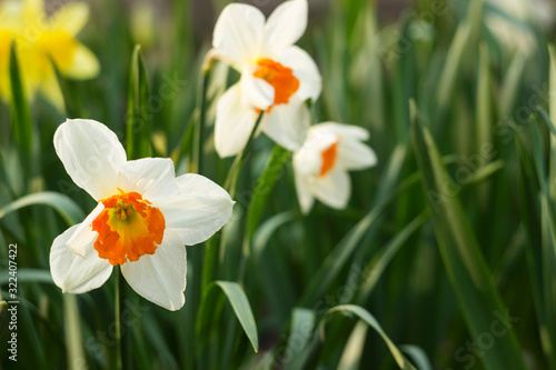 Daffodils of different types bloom in the spring in the garden. Beautiful flowers - white daffodils with an orange stamen and yellow daffodils