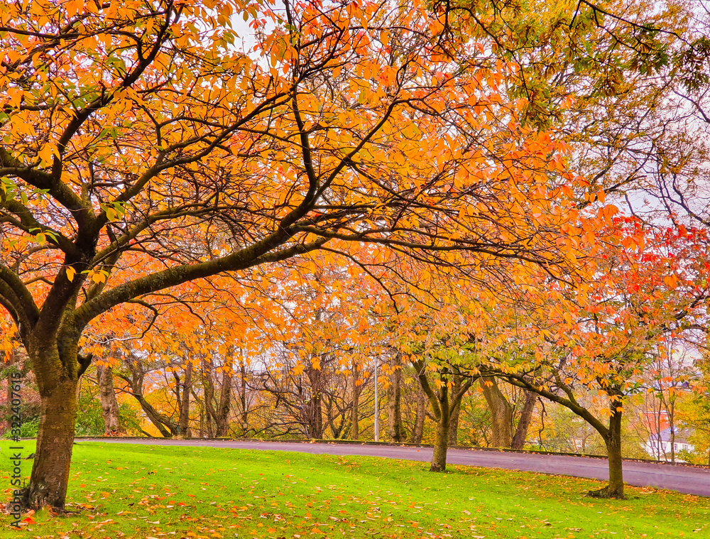 Fototapeta premium Sunny autumn day in the park