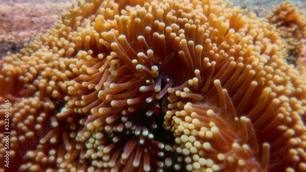 Sunset Reef, Gili Trawangan Underwater, Scuba Diving in Indonesia Sunset Reef, Gili Trawangan Underwater, Scuba Diving in Indonesia
