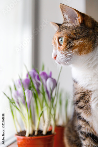 Domestic tricolor cat looking through the window while sitting on a windowsill, blurred blooming crocus plant in flowerpot on background, selective focus. Springtime, love pets.  photo