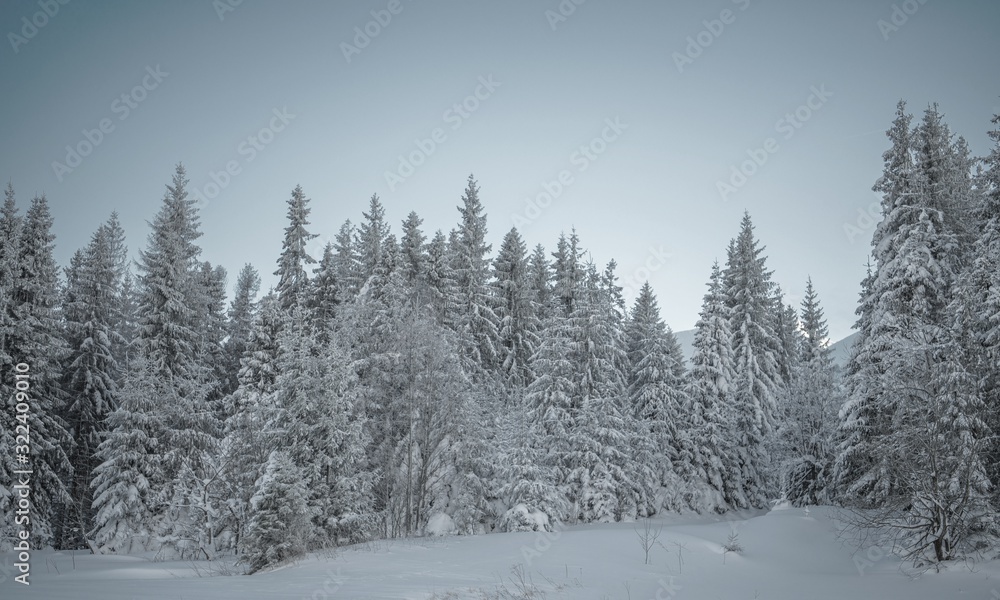 Winter Woodland Scenery Winter Woodland Scenery