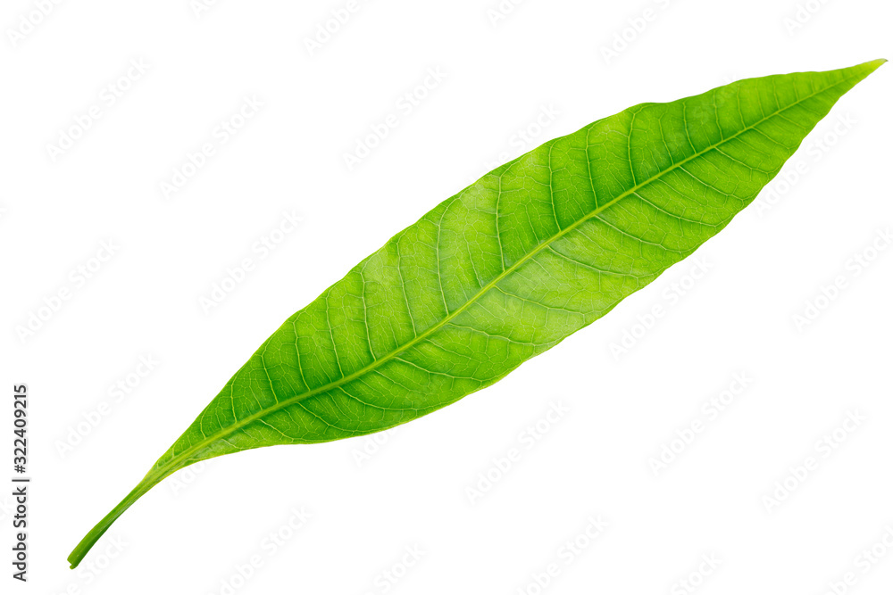 Obraz premium Mango leaf isolated on a white background