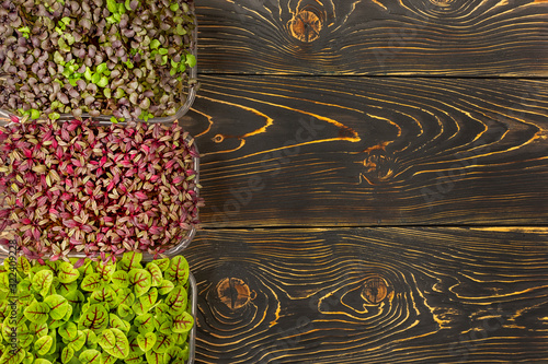On a dark wooden background - three boxes with microgreens of Red Basil, Sorrel and Amaranth. Copy space. Super food, microgreen growing.
