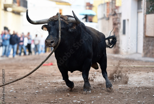 a spanish strong bull on spain