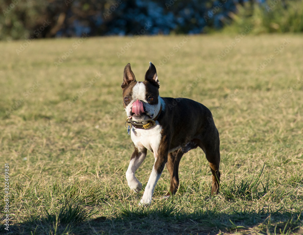 Boston Terrier running on the field, Sydney Australia Boston Terrier running on the field, Sydney Australia