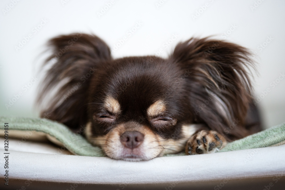 brown chihuahua dog sleeping indoors