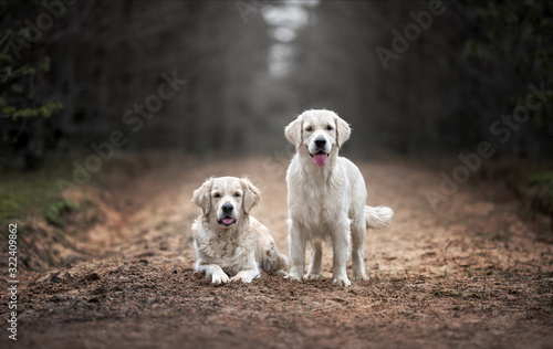 Photography two golden retriever dogs walking in the forest in the rain