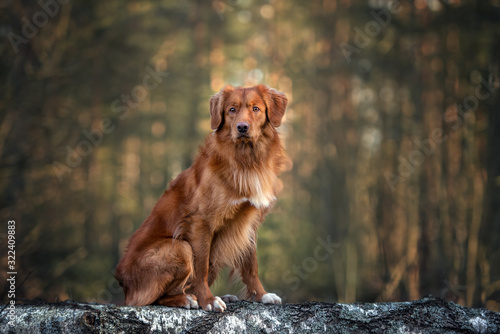 Fototapeta Naklejka Na Ścianę i Meble -  nova scotia duck tolling retriever dog sitting in the forest