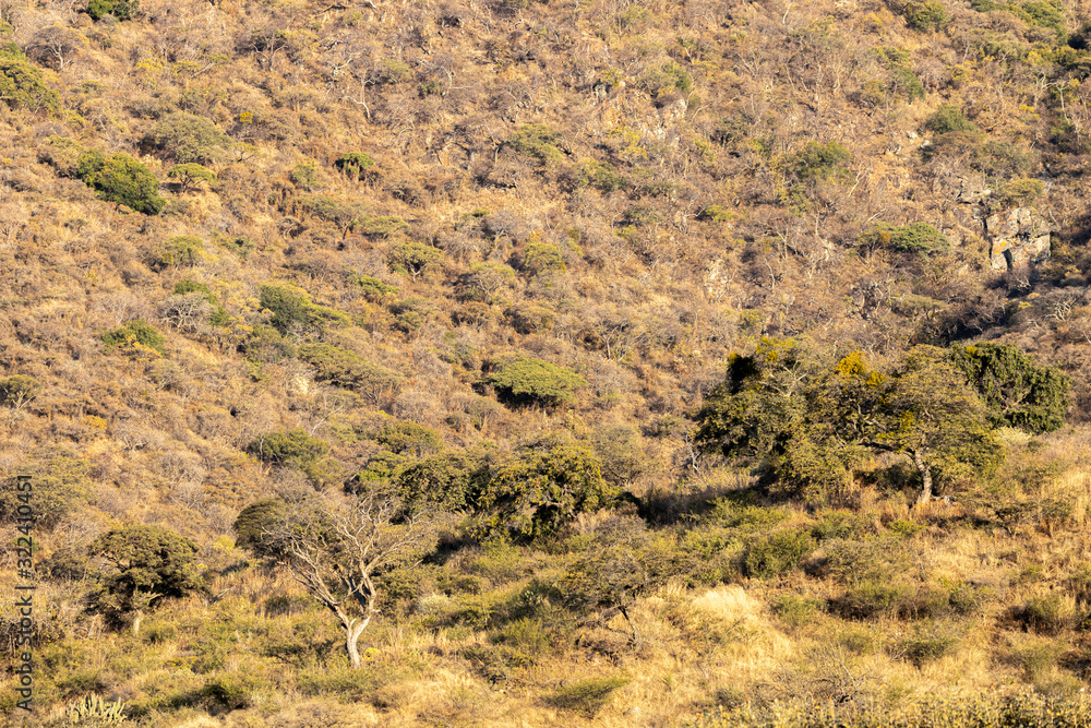 Landscape In Jalisco, Mexico.