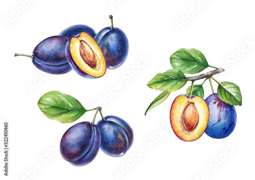 Collection of watercolor plum tree branches with green leaves