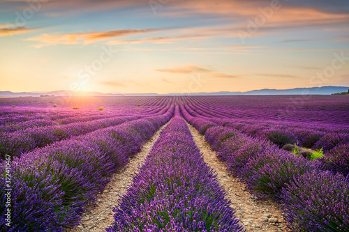 Lavender flowers fields at sunset. Provence, France