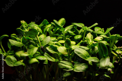 natural micro green plants food for diet and good nutrition