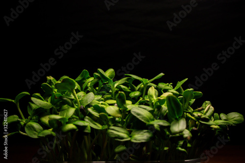 natural micro green plants food for diet and good nutrition