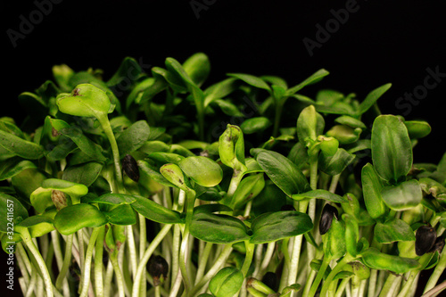natural micro green plants food for diet and good nutrition © Oleksandr