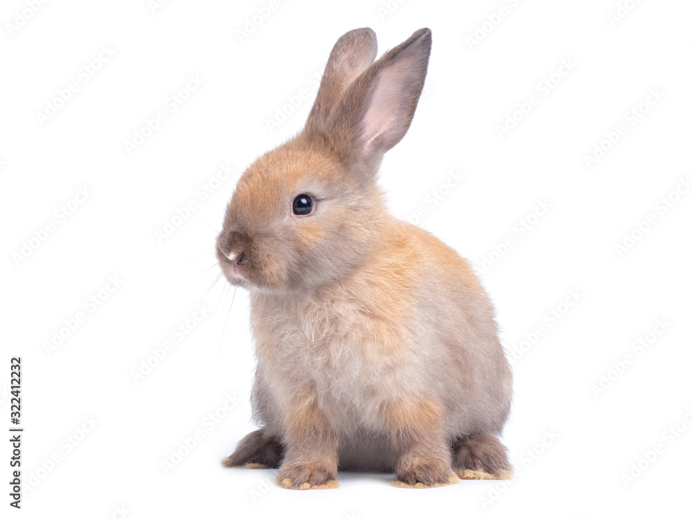 Brown cute rabbit sitting isolated on white background. Brown cute rabbit sitting isolated on white background.