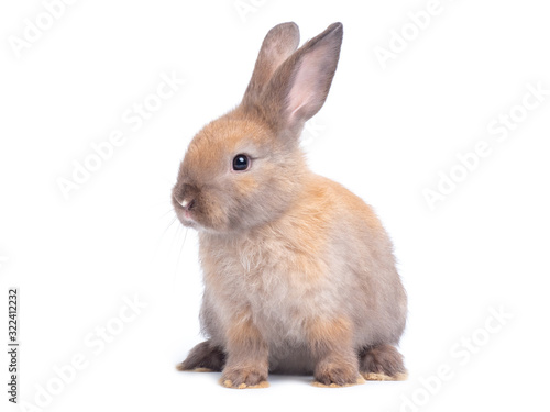 Brown cute rabbit sitting isolated on white background.
