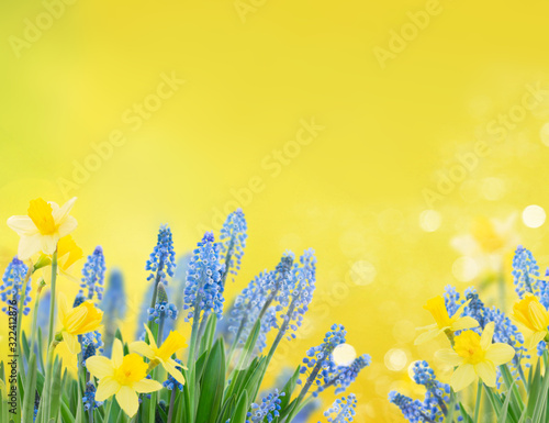 Fotografía Spring bluebells and daffodils