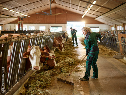 Female farmer working in cow house on a farm