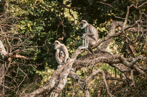 Sri Lanka, Sabaragamuwa Province, Udawalawe, Monkey family sitting together on tree branch photo