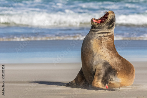 New Zealand, Dunedin, New Zealand sea lion (Phocarctos hookeri) yawning on Allans Beach photo