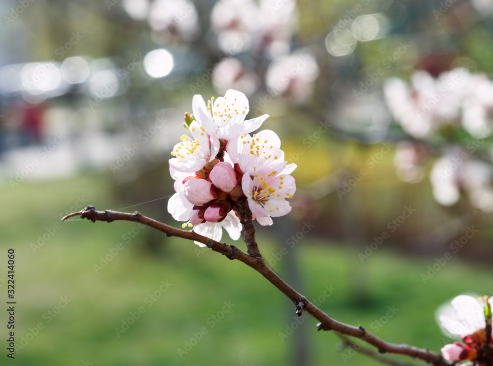 Fototapeta premium Blossoming cherry trees in spring. Sakura branches with sunlight. Nature background 