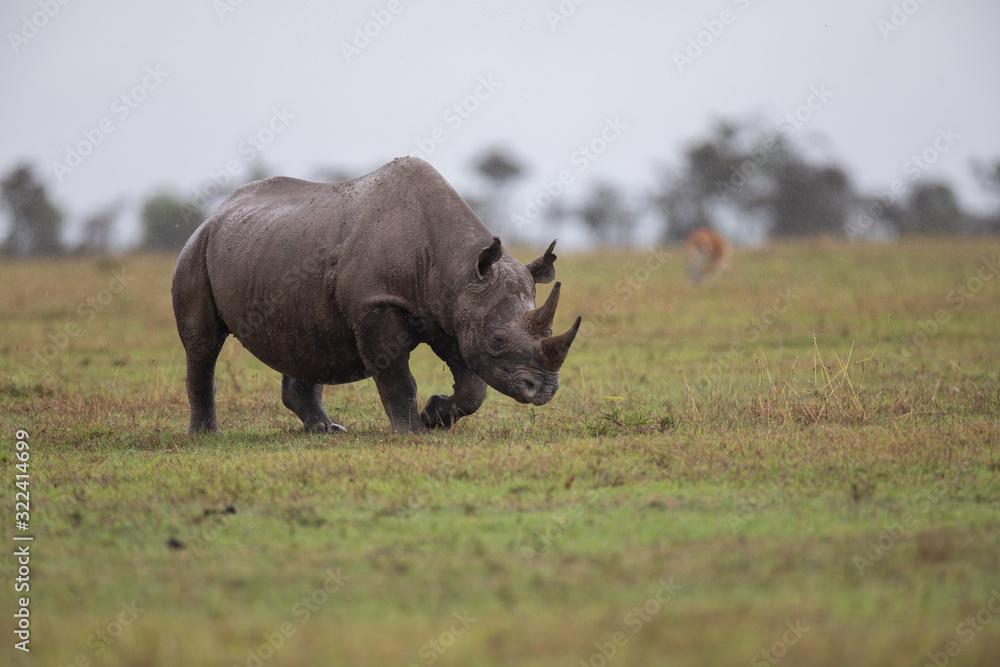 Obraz premium Rhinocéros noir