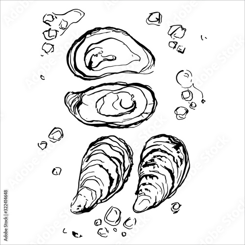 Food oysters illustration