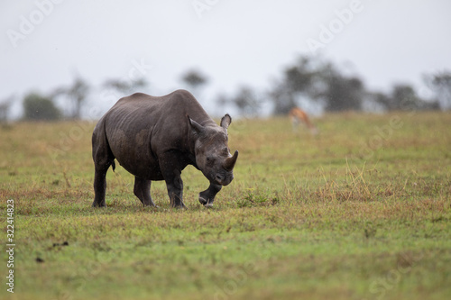 Rhinocéros noir, on a rainy day