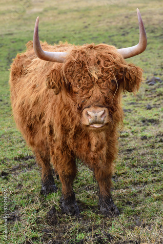 A brown hairy highland cattle stands in the swampy area on the meadow and scratches and looks frontally into the camera