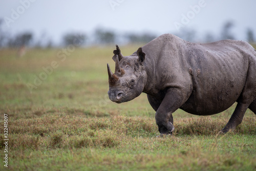 Rhinoc  ros noir  on a rainy day