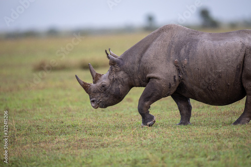 Rhinoc  ros noir  in the rain