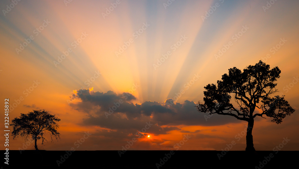 Fototapeta premium Amazing sunset and sunrise.Panorama silhouette tree in africa with sunset.Tree silhouetted against a setting sun.Dark tree on open field dramatic sunrise.Safari theme.Giraffes African.