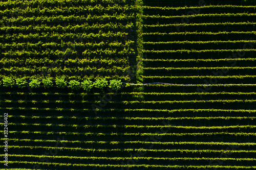 Foto de drone de detalhe de vinhedos em região do vale dos vinhos em Garibaldi   photo
