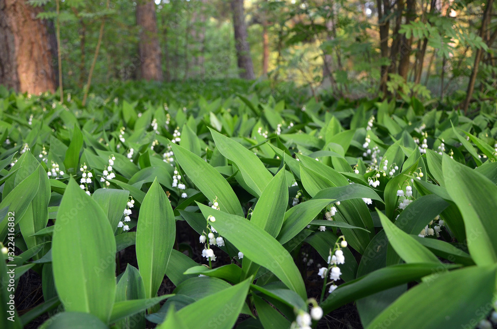 Obraz premium lilies of the valley beautiful white flowers in the forest 