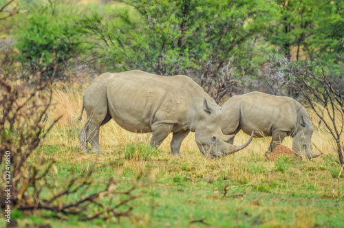 Endangered Rhino mother and young baby calf in a game reserve in South Africa