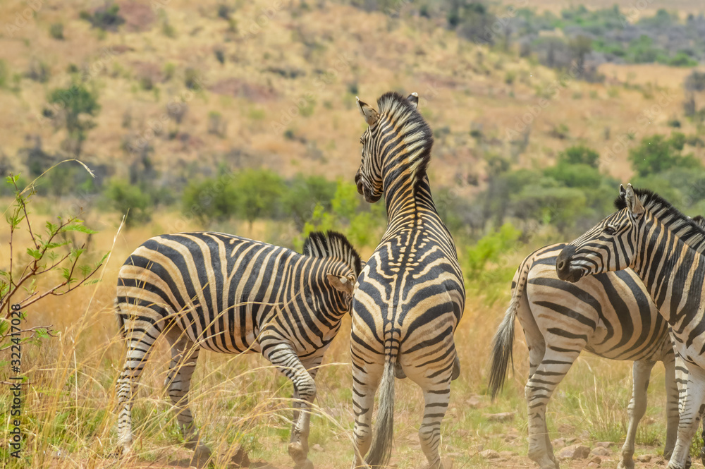 Burchell's zebra fighting in a game reserve in South Africa Burchell's zebra fighting in a game reserve in South Africa
