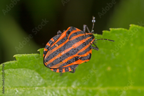 Graphosoma italicum is a species of shield bug in the family Pentatomidae.