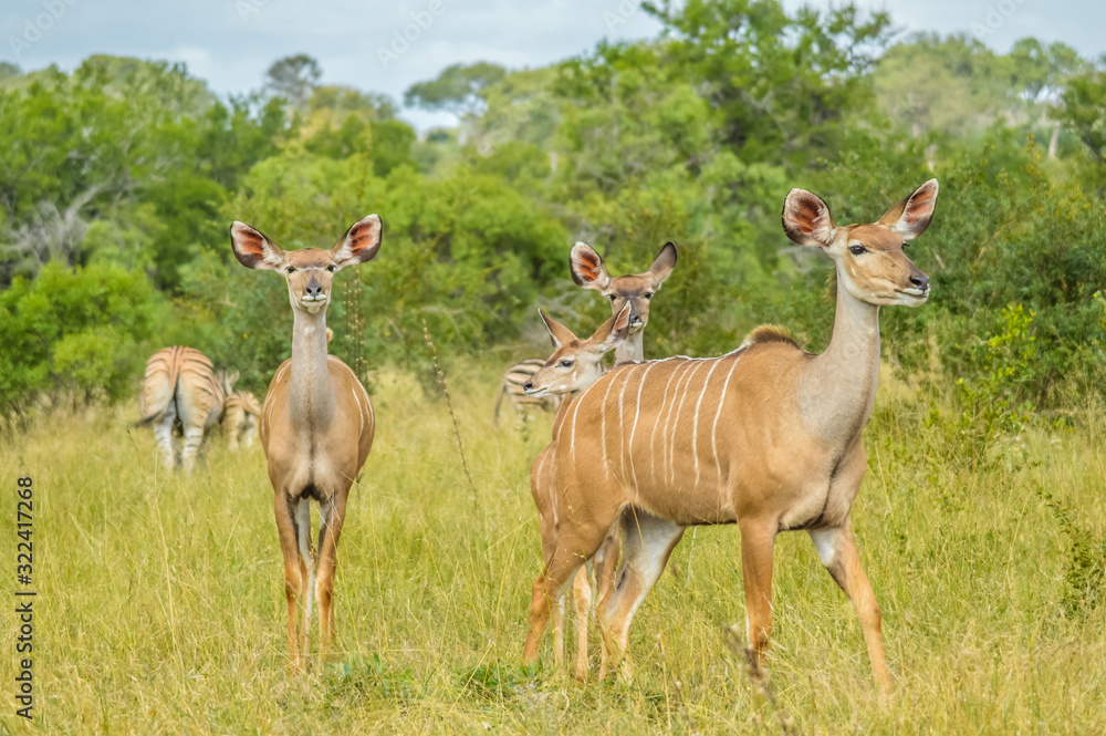 A big family of Kudu antelopes in Kruger national park Africa A big family of Kudu antelopes in Kruger national park Africa