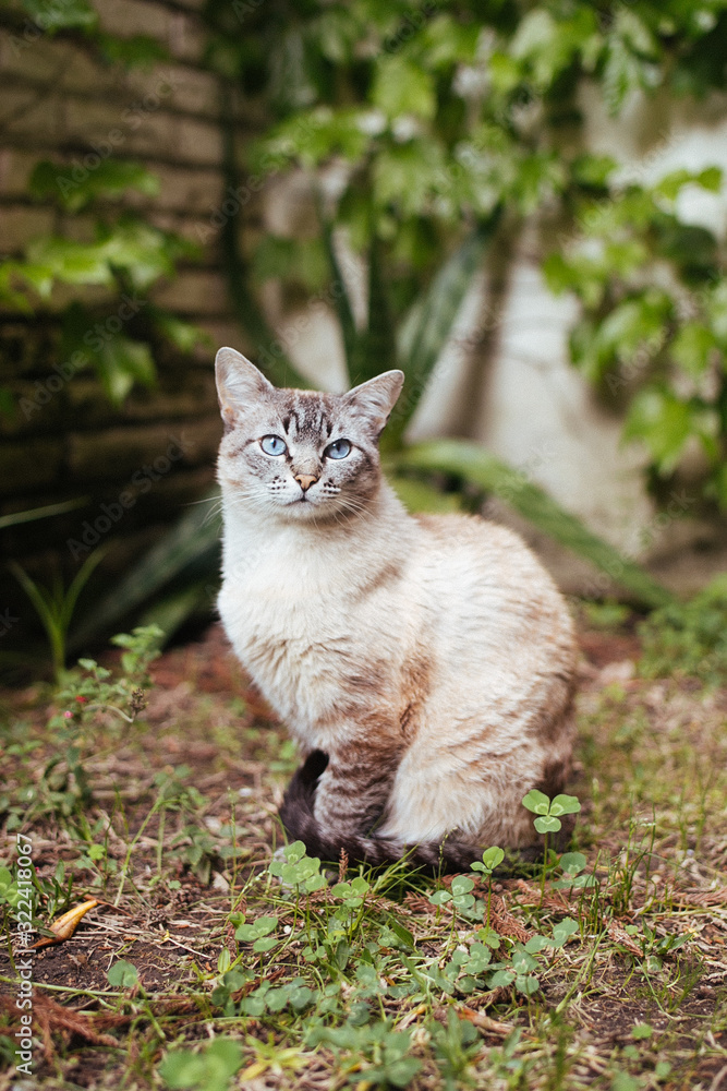 Cat in a garden 