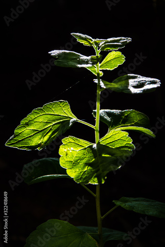Leafy green plant with dark background