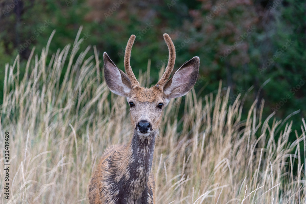 Mule Deer fawn in the Okanagan. Interior British Columbia wildlife Mule Deer fawn in the Okanagan. Interior British Columbia wildlife