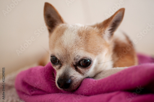 Chihuahua Cute Dog Portrait